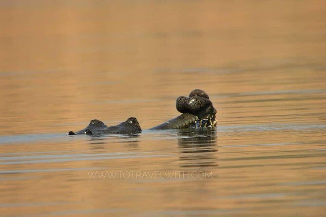 Chambal River Safari - Key points to know before you go