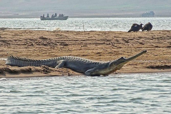 Chambal River Safari - National Chambal Wildlife Sanctuary: what you’re actually paying for