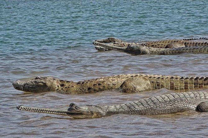 Chambal River Safari - What the naturalist guide really adds (beyond pointing)