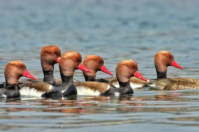 Chambal River Safari - The 2-hour river safari: how the ride usually feels