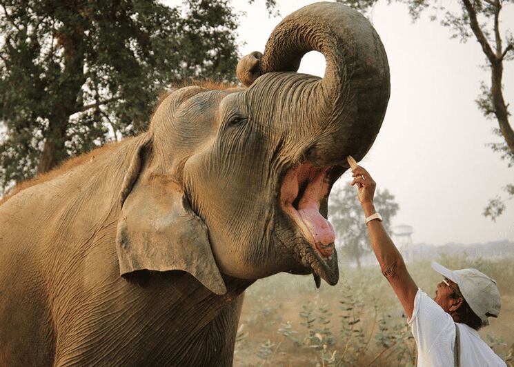 From Agra: Taj Mahal Tour w/ Elephant Conservation - Key things to know before you go