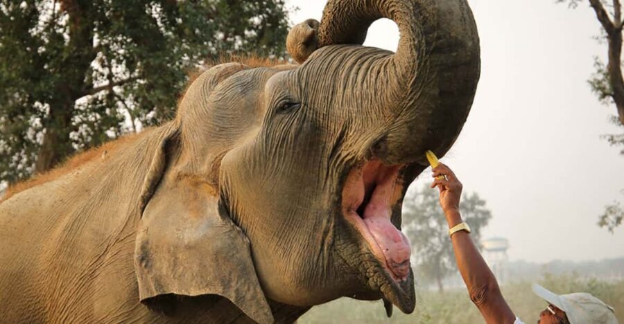 From Agra: Taj Mahal Tour w/ Elephant Conservation - Private AC car pickup in Agra: the day’s rhythm starts on time