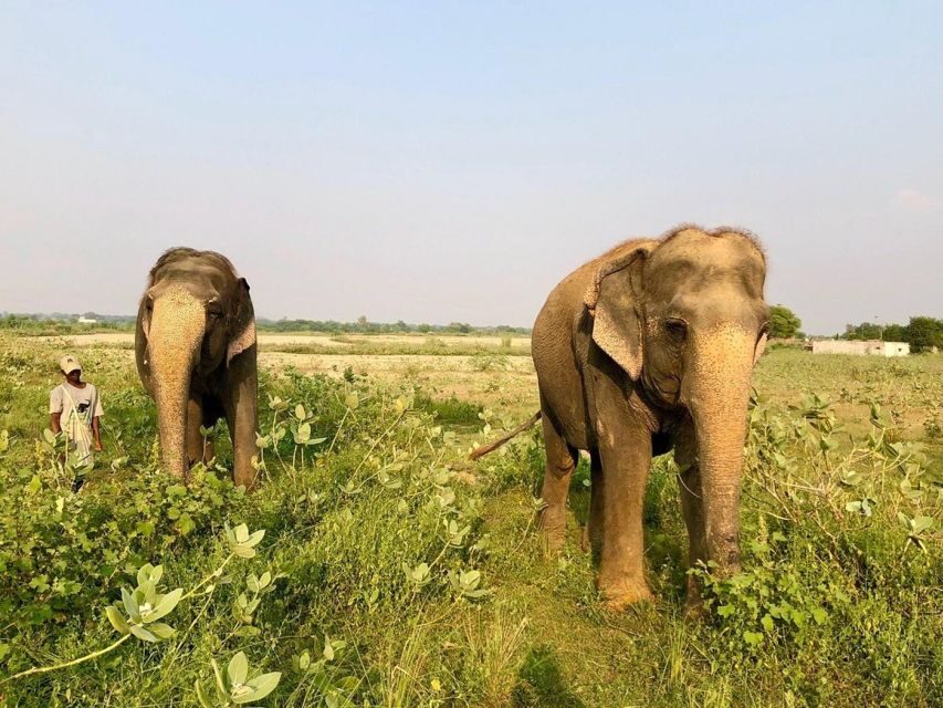 From Agra: Visit to Wildlife SOS Elephant Conservation Trip - Key highlights to look for