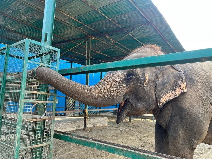From Agra: Visit to Wildlife SOS Elephant Conservation Trip - A fast Agra day trip to an elephant care center