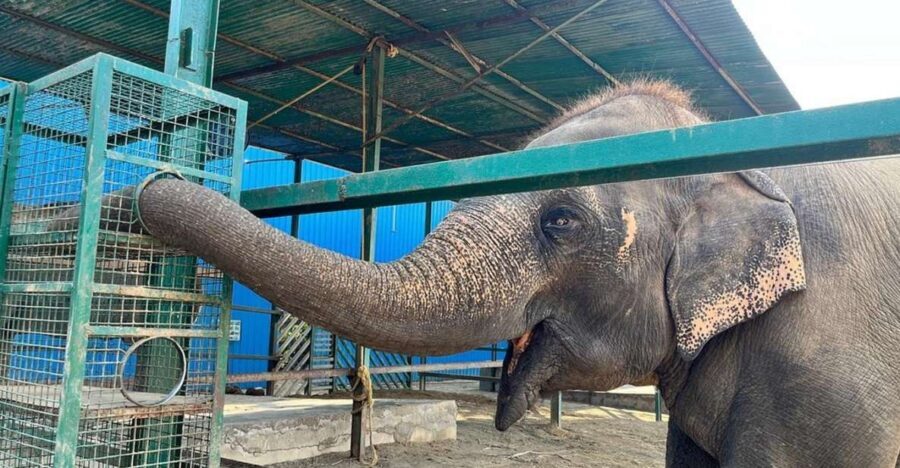 From Agra: Visit to Wildlife SOS Elephant Conservation Trip - Arriving at Wildlife SOS: what the center visit really is