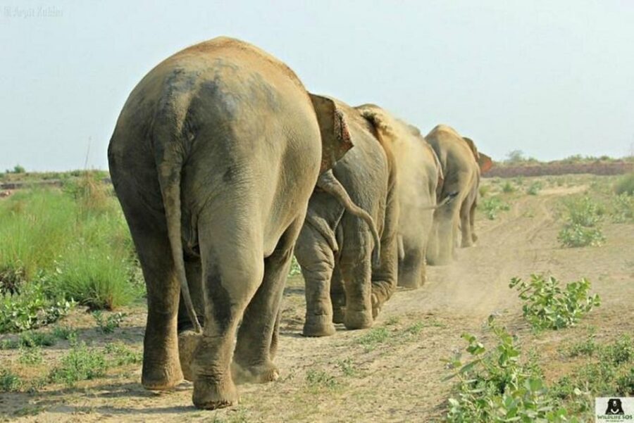 From Agra: Visit to Wildlife SOS Elephant Conservation Trip - Respectful viewing distance (and why you’ll want comfy shoes)