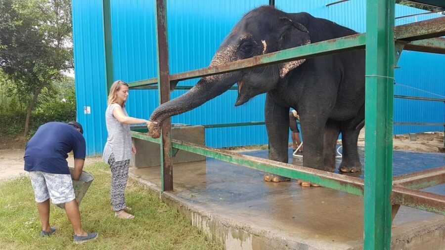 From Agra: Visit to Wildlife SOS Elephant Conservation Trip - Who this trip is for (and who should rethink it)