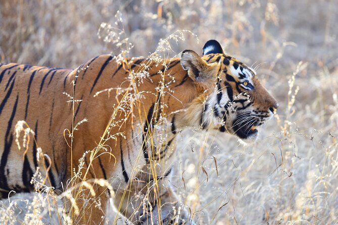 Private 3-Day Ranthambhore Tiger Tour from Agra ending in Jaipur - Agra in the early morning: Taj Mahal, Agra Fort, and the quick parking bus