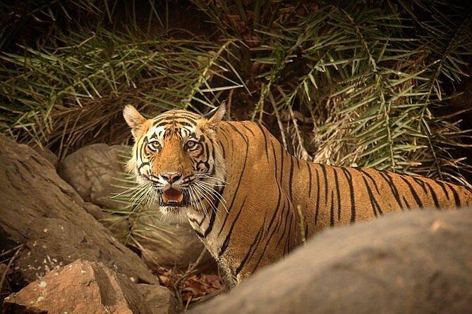 Private 3-Day Ranthambhore Tiger Tour from Agra ending in Jaipur - Meals, hotel options, and comfort during two nights