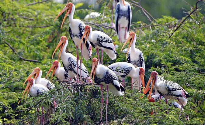 Private Keoladeo National Park Tour sightseeing - All Inclusive - Key reasons this Keoladeo tour works well
