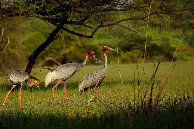 Private Keoladeo National Park Tour sightseeing - All Inclusive - Should you book this private Keoladeo National Park tour?