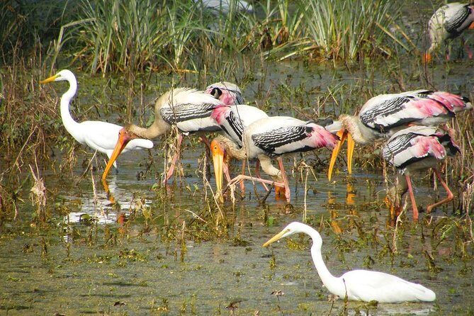 Private Keoladeo National Park Tour sightseeing - All Inclusive - The 3-hour plan: how to use your time wisely in the park