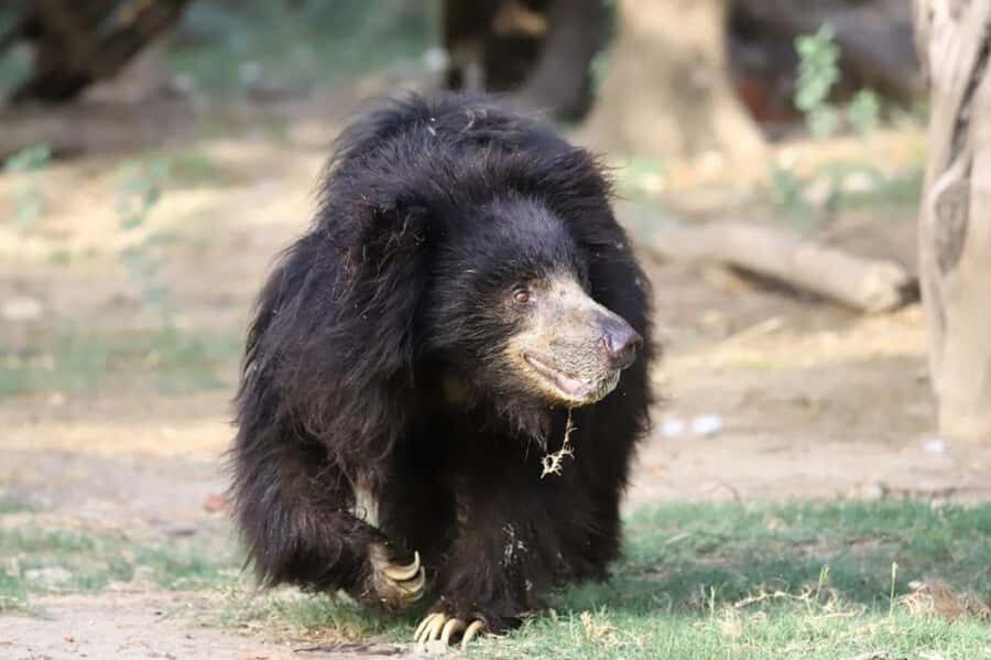 Taj Mahal Tour with Optional Wildlife Rescue Center Visit - Quick hits before you go