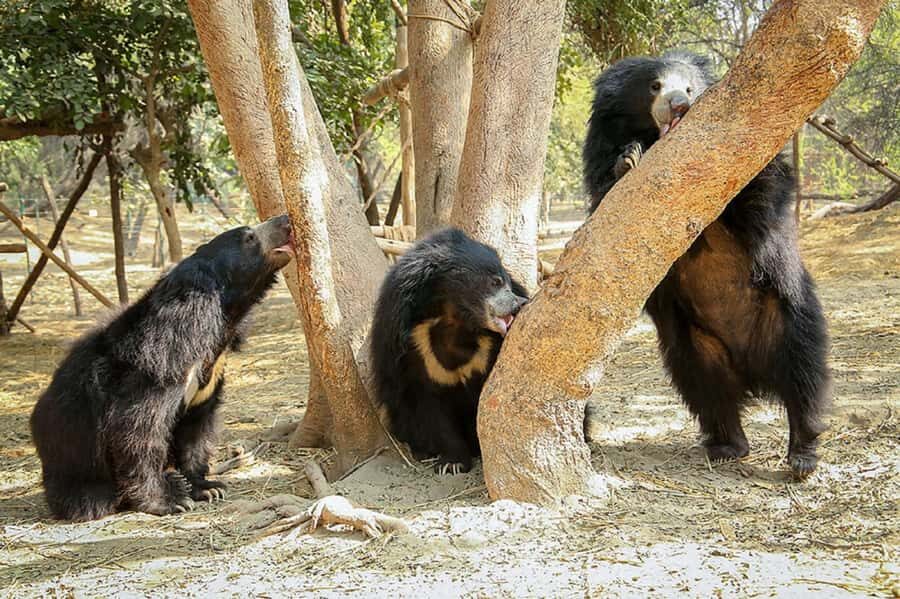 Taj Mahal Tour with Optional Wildlife Rescue Center Visit - Price and value: what $21 per person really buys