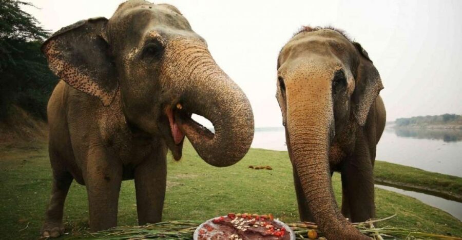 Taj Mahal Tour with Optional Wildlife Rescue Center Visit - Practical tips that save your energy